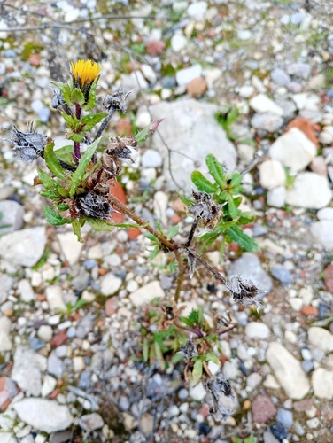 Bristly oxtongue
