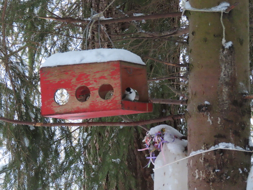 Willow Tit (Poecile montanus), photo 4