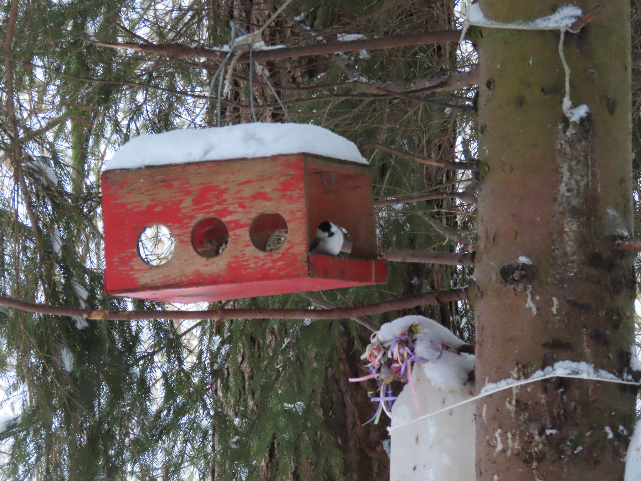 Willow Tit (Poecile montanus), photo 4