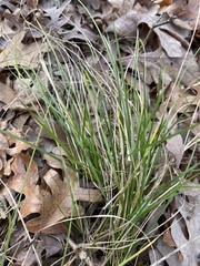 Piptochaetium avenaceum