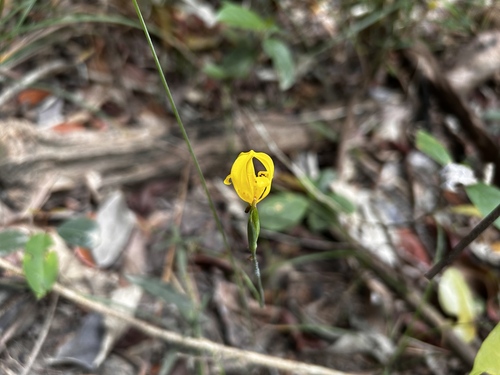 Martinique Trimezia (Trimezia martinicensis)