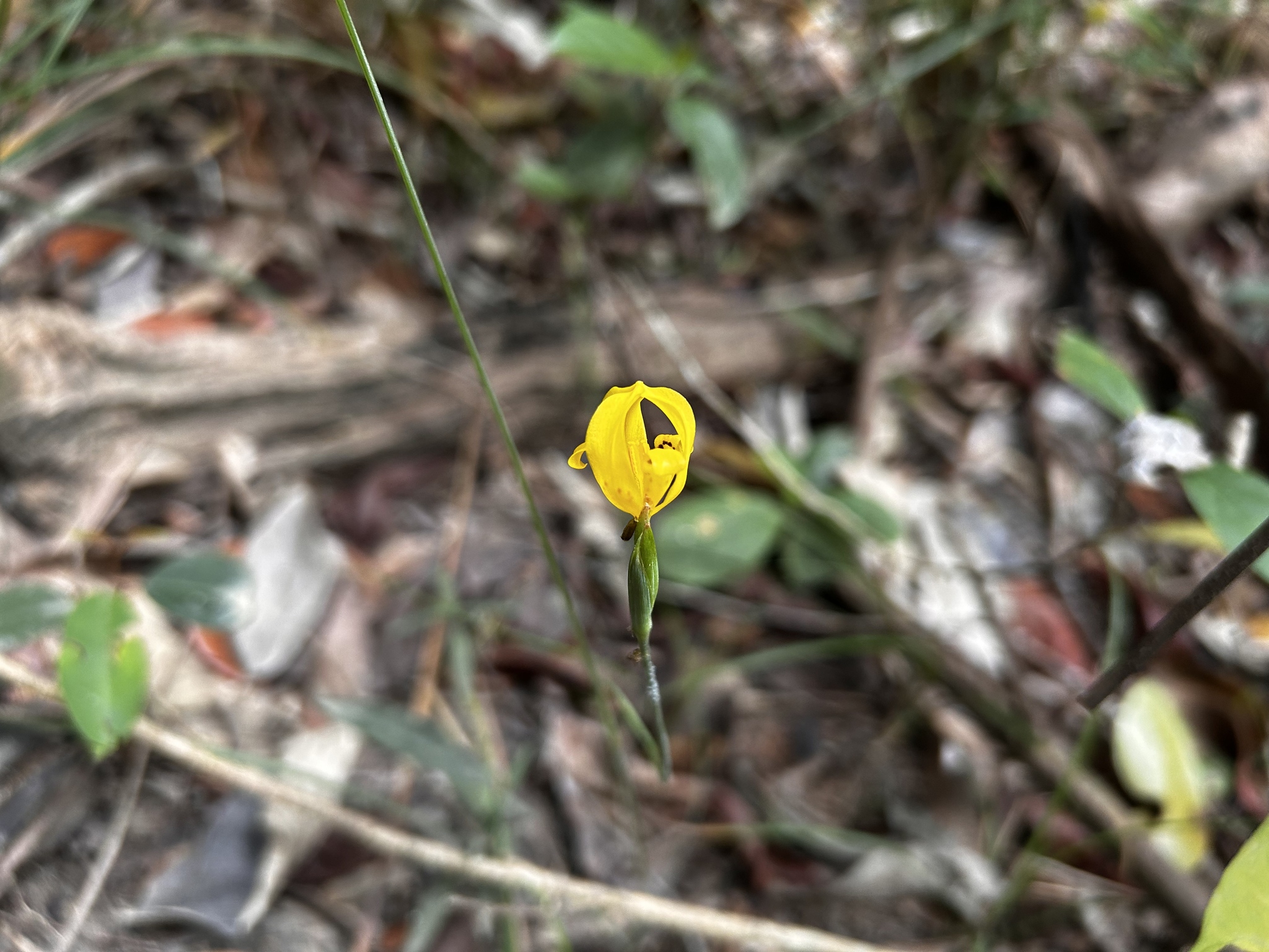 Martinique Trimezia (Trimezia martinicensis)