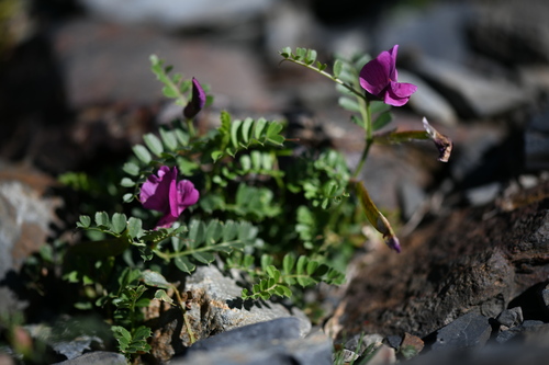 Pyrenean vetch (Vicia pyrenaica)