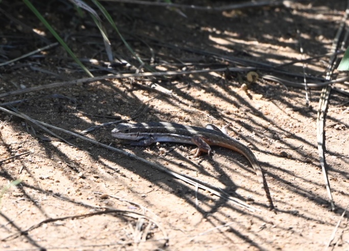 Meroles squamulosus (Peters, 1854)