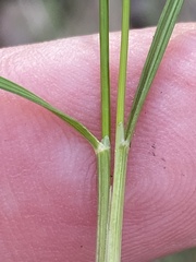 Piptochaetium avenaceum