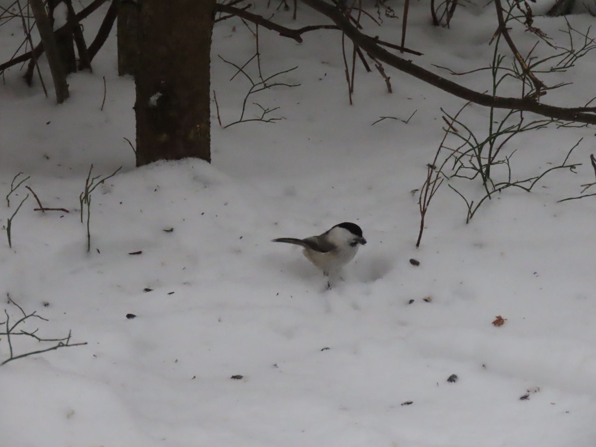 Willow Tit (Poecile montanus), photo 5
