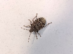 Rhaphigaster nebulosa