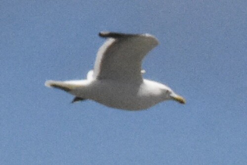 Kelp Gull (Larus dominicanus), photo 5