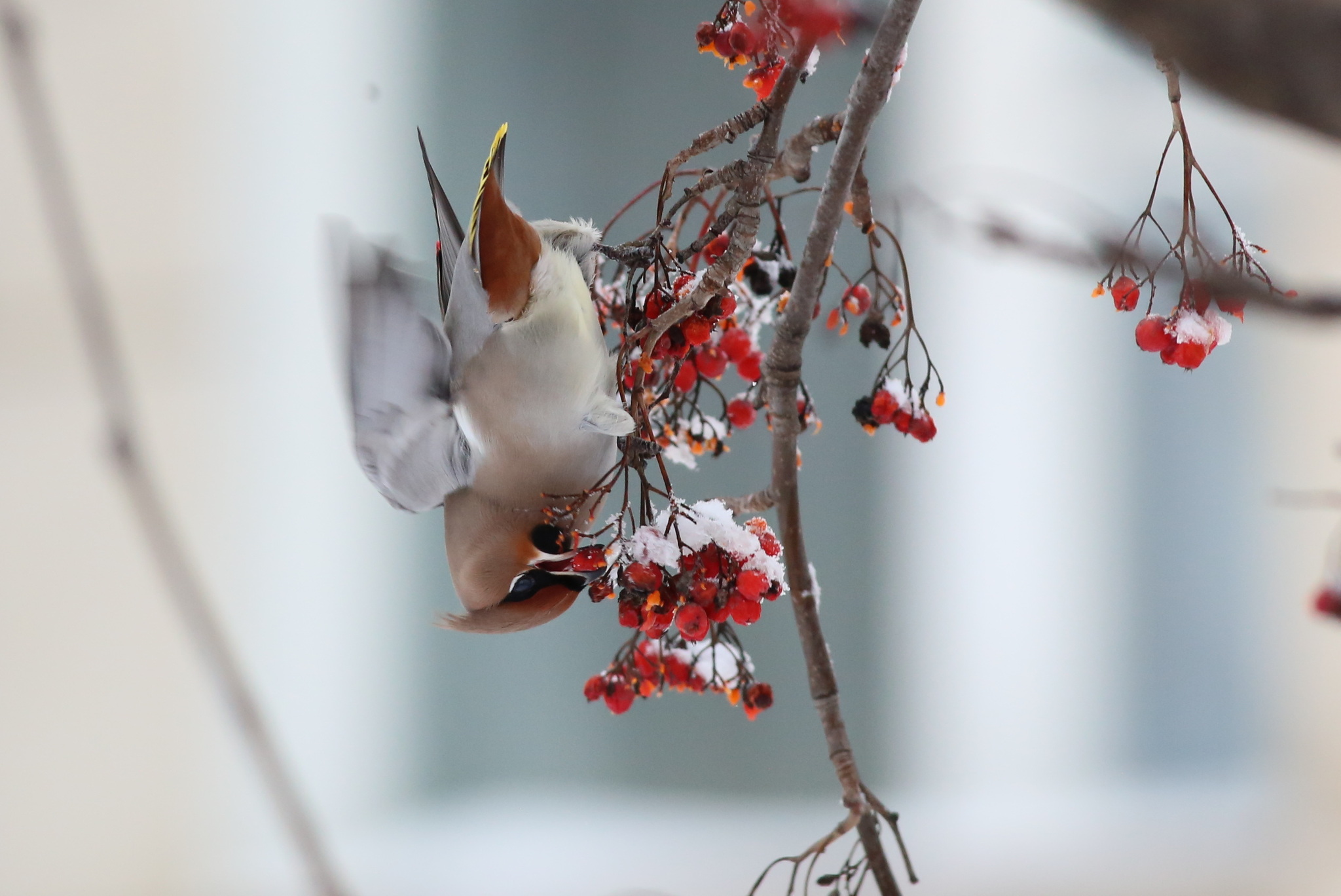 Bohemian Waxwing (Bombycilla garrulus), photo 5