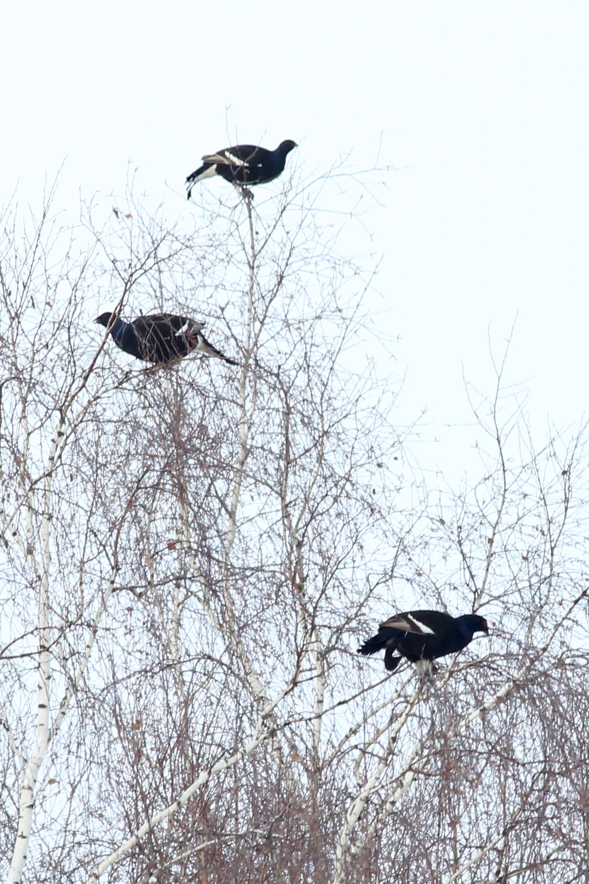 Black Grouse (Lyrurus tetrix), photo 2