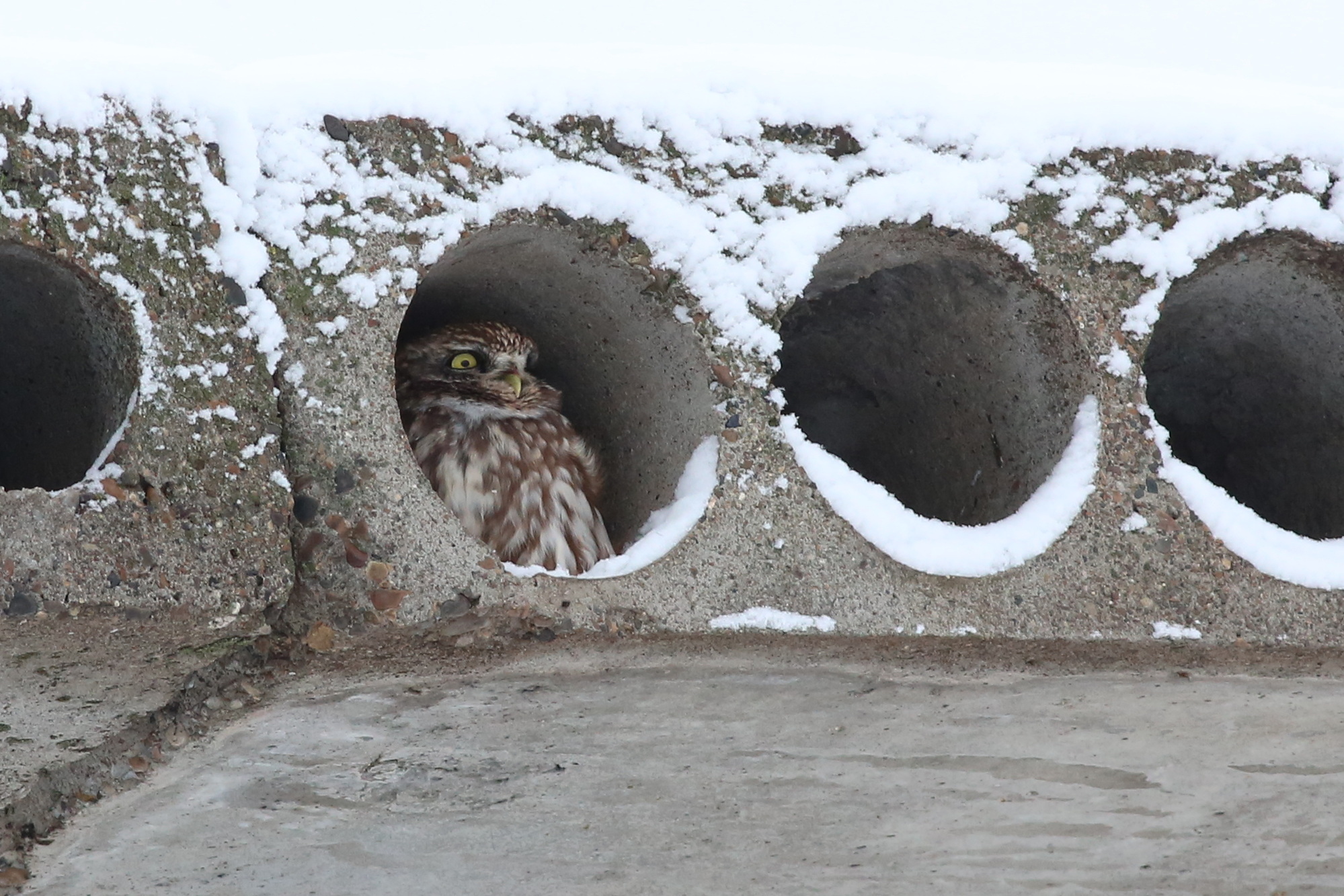 Little Owl (Athene noctua), photo 1