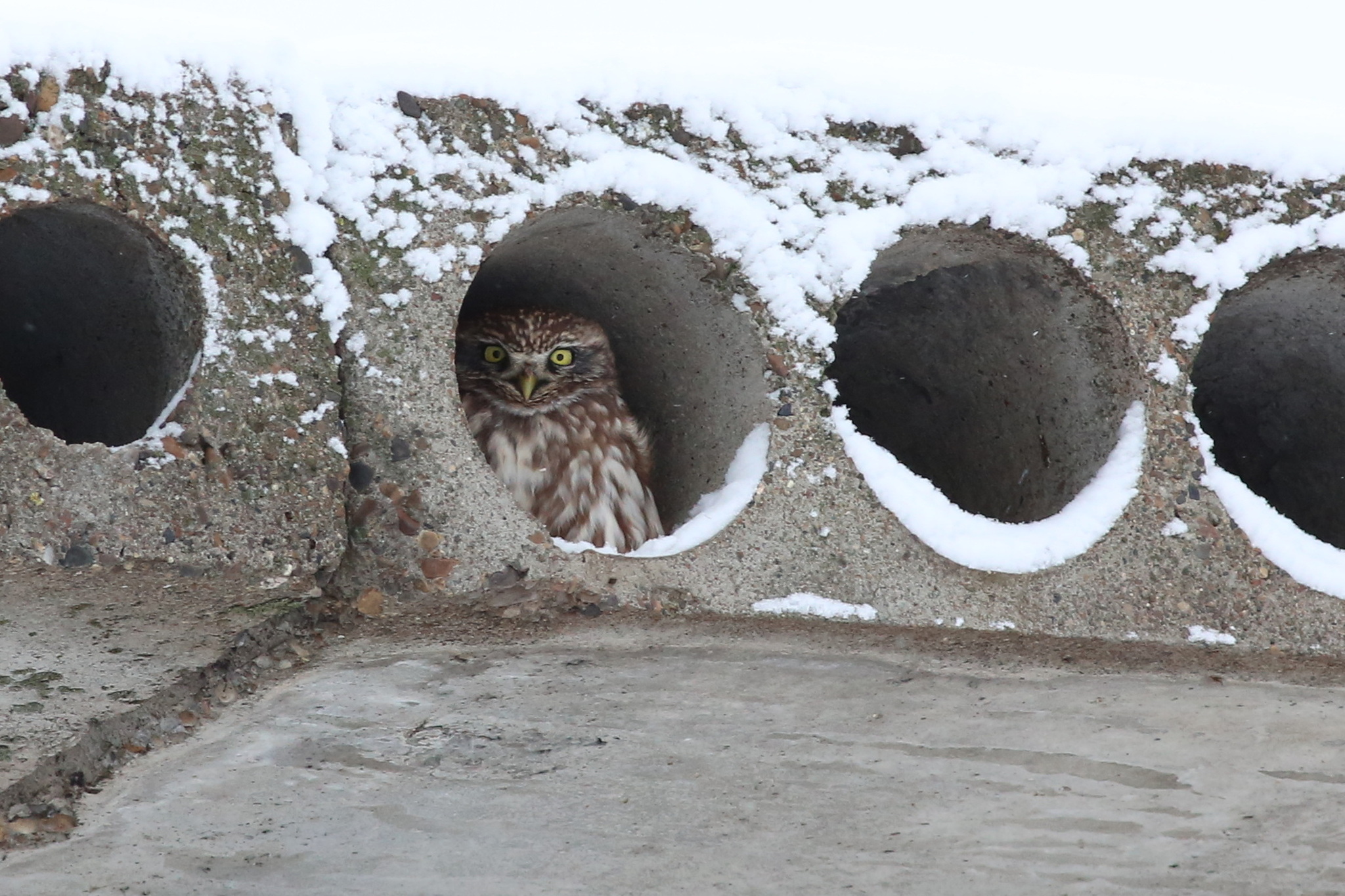 Little Owl (Athene noctua), photo 2