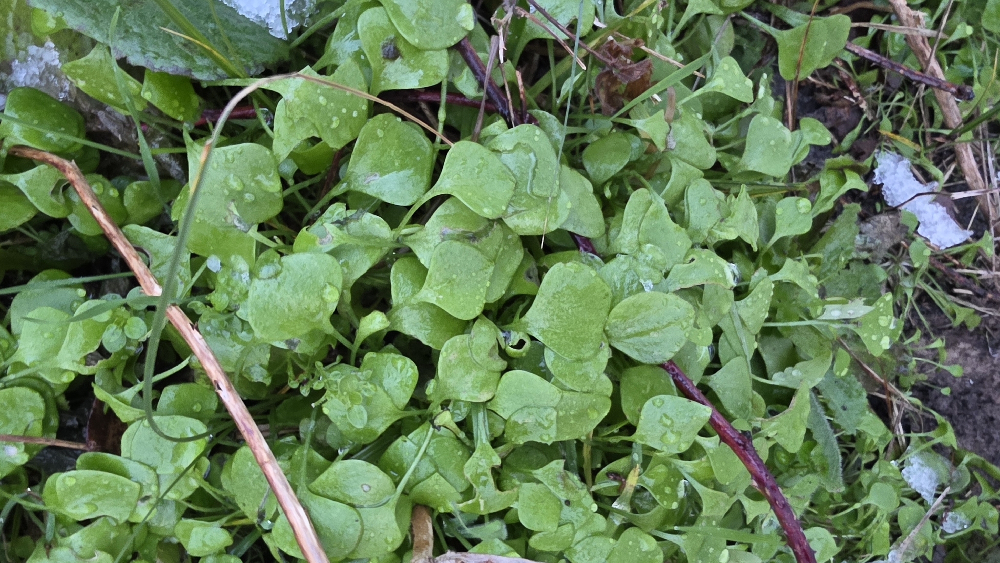 Miner's lettuce