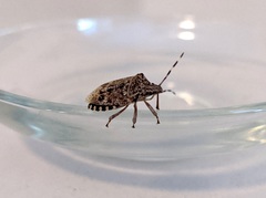 Rhaphigaster nebulosa