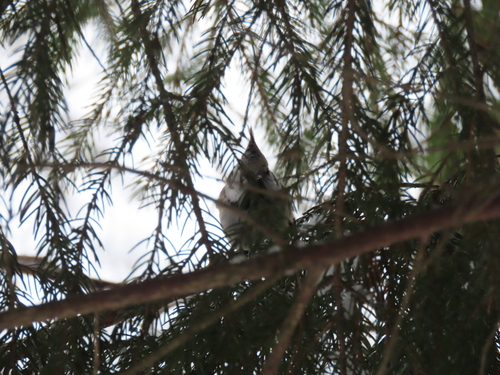 Crested Tit (Lophophanes cristatus), photo 3