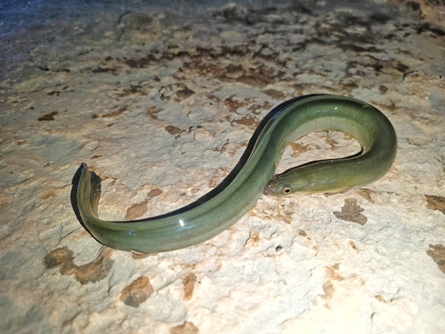 Common eel (Anguilla anguilla) — Anguillidae