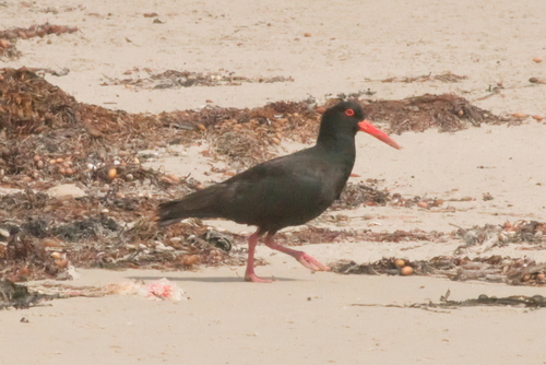Sooty Oystercatcher (Haematopus fuliginosus)