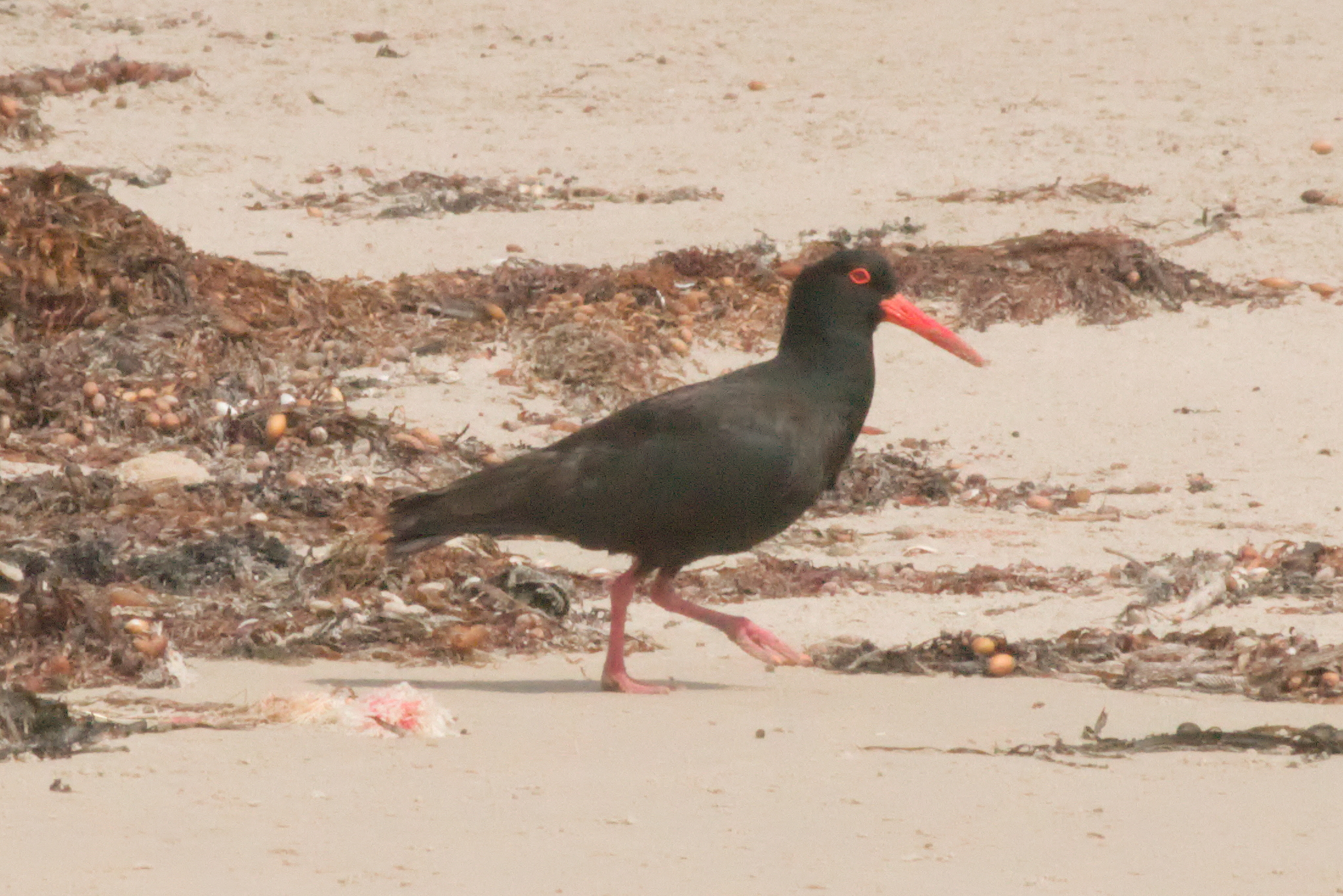 Sooty Oystercatcher (Haematopus fuliginosus), photo 1