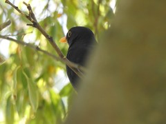 Turdus merula