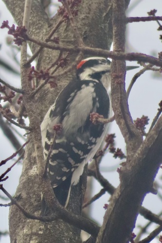 Hairy Woodpecker (Leuconotopicus villosus), photo 5