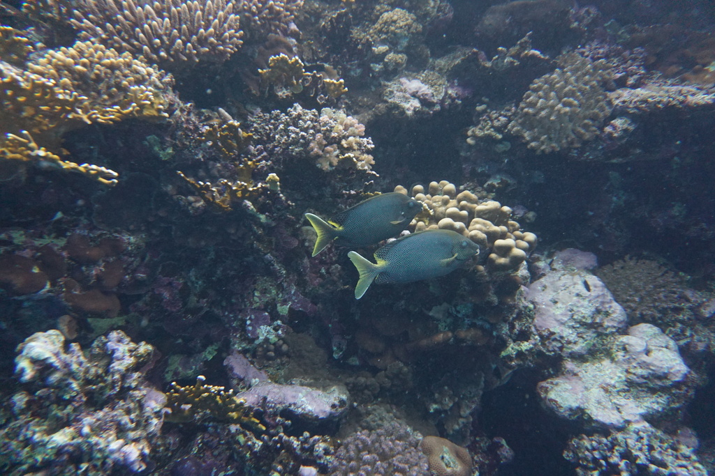 Bruingevlekte konijnvis (Siganus stellatus) — Siganidae