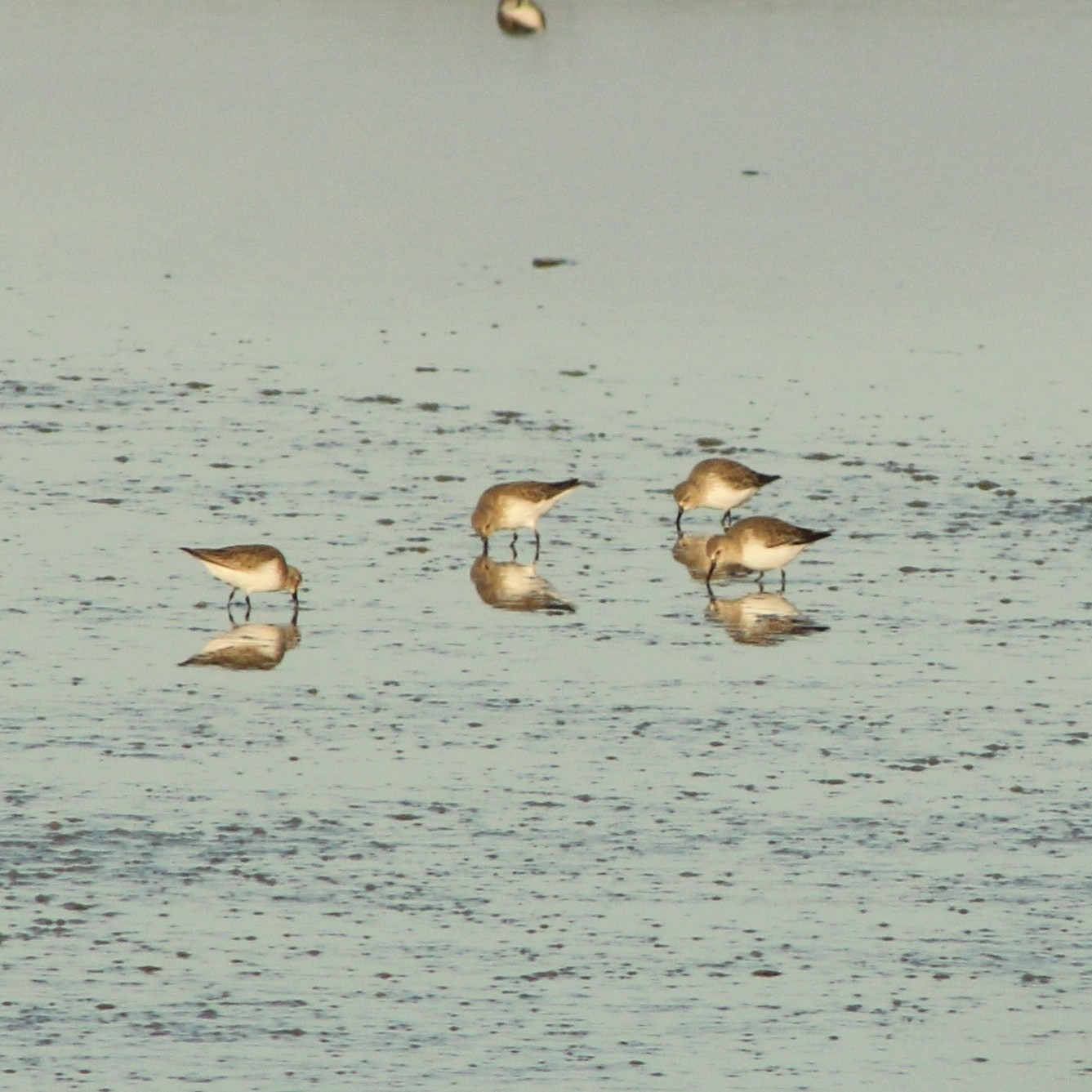 Dunlin (Calidris alpina), photo 3