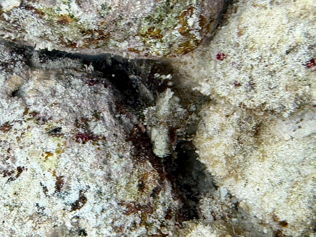 Gurnard (Scorpaena plumieri) — Scorpaenidae
