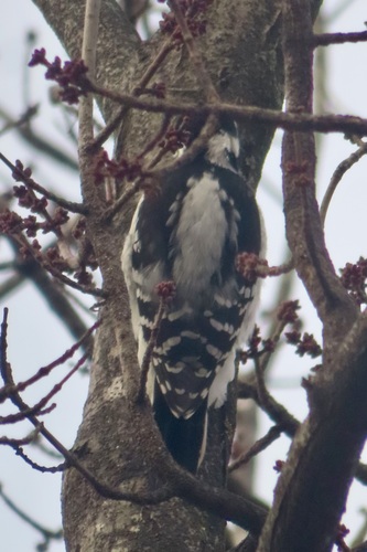 Hairy Woodpecker (Leuconotopicus villosus), photo 6