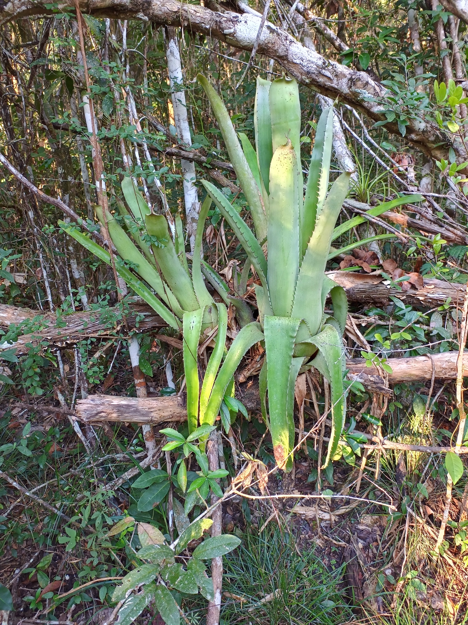 Aechmea × fulgochantinii