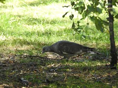 Columba palumbus