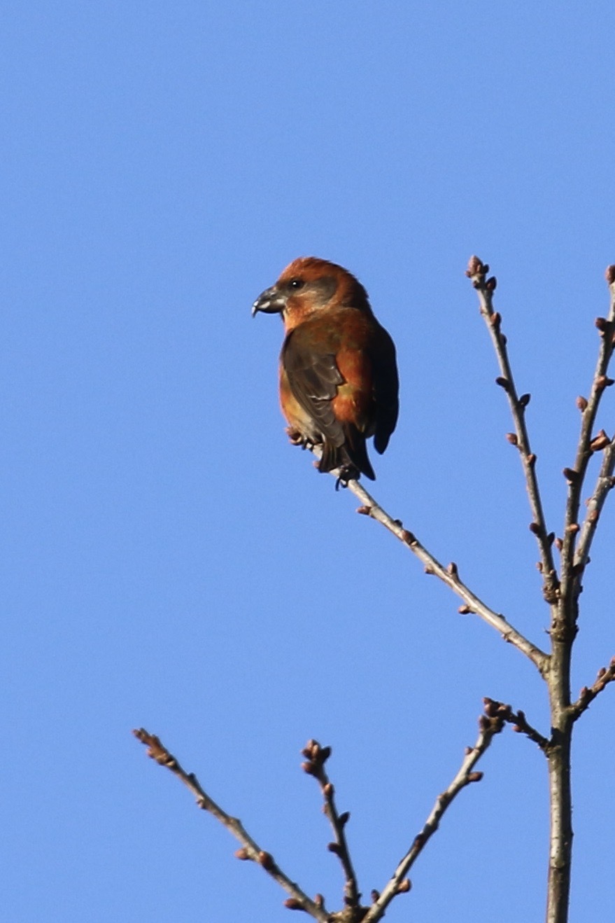 Red Crossbill (Loxia curvirostra), photo 5