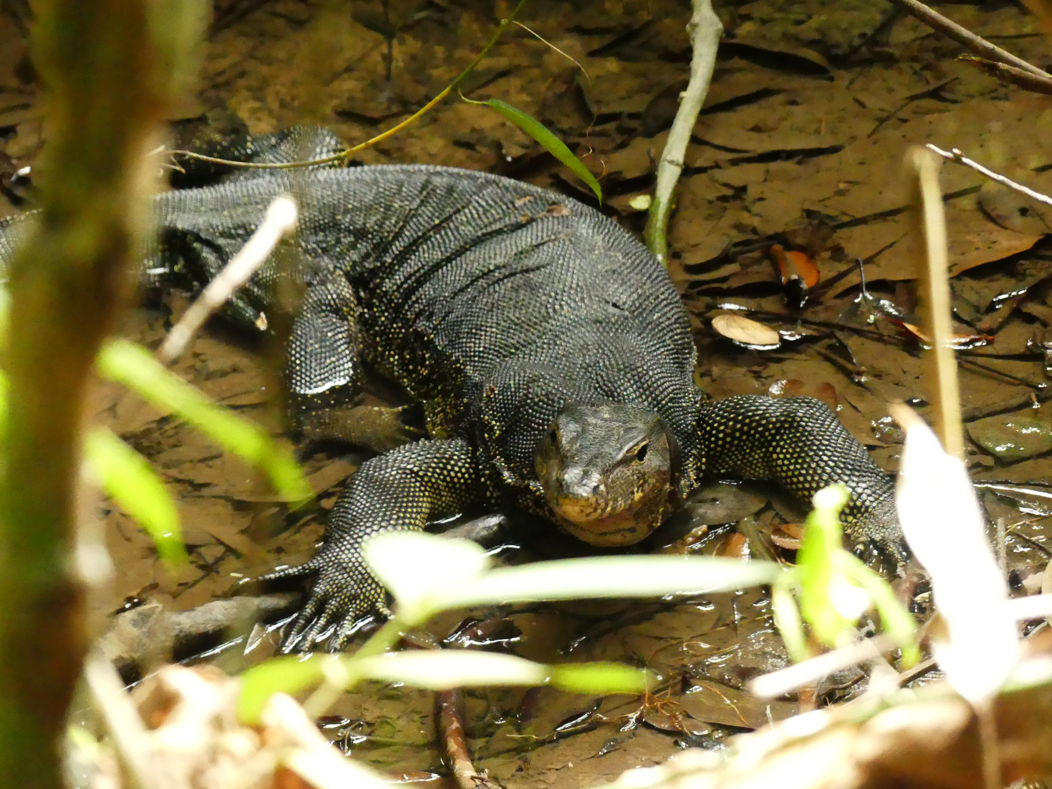 Varanus salvator macromaculatus Deraniyagala, 1944