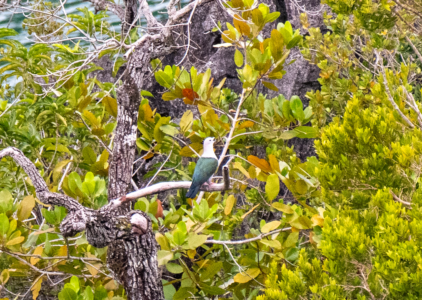 Spice Imperial Pigeon (Ducula myristicivora), photo 10