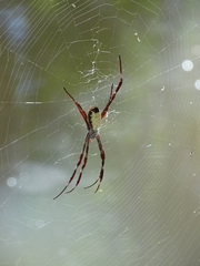 Argiope radon