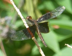 Neurothemis decora