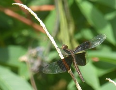 Neurothemis decora