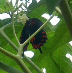 Papilio deiphobus