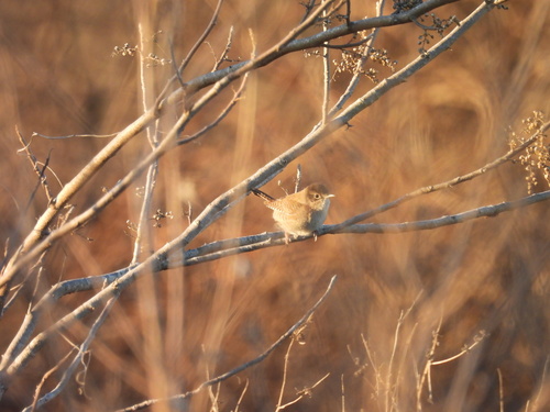 Northern House Wren (Troglodytes aedon), photo 3