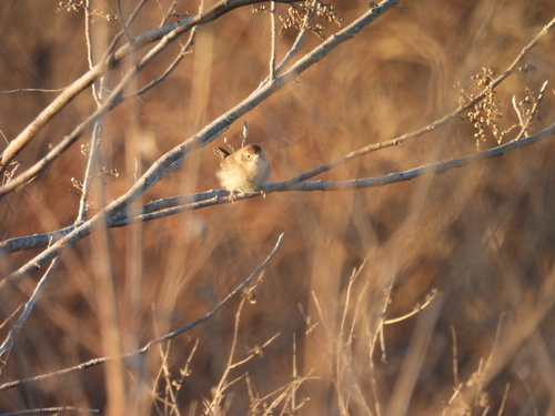 Northern House Wren (Troglodytes aedon), photo 4