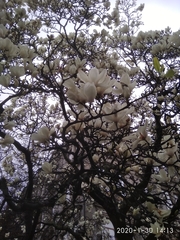 Magnolia