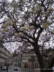 Magnolia