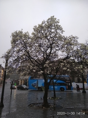 Magnolia