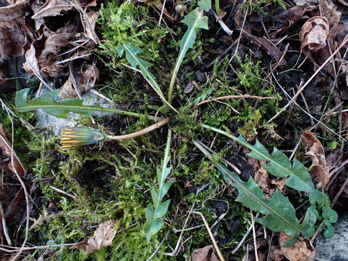 Taraxacum britannicum