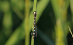 Coenagrion ornatum