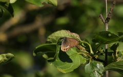Coenonympha hero