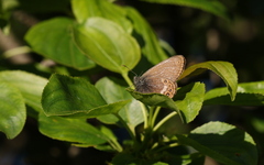 Coenonympha hero