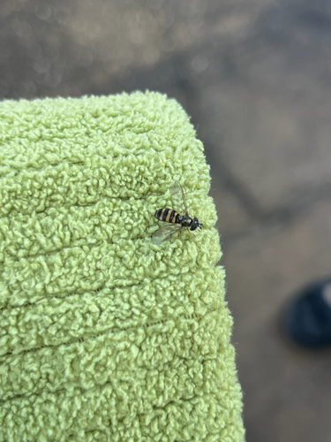 Unknown species found near Windward Cir, Niceville, FL, US