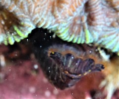 Synalpheus stimpsonii