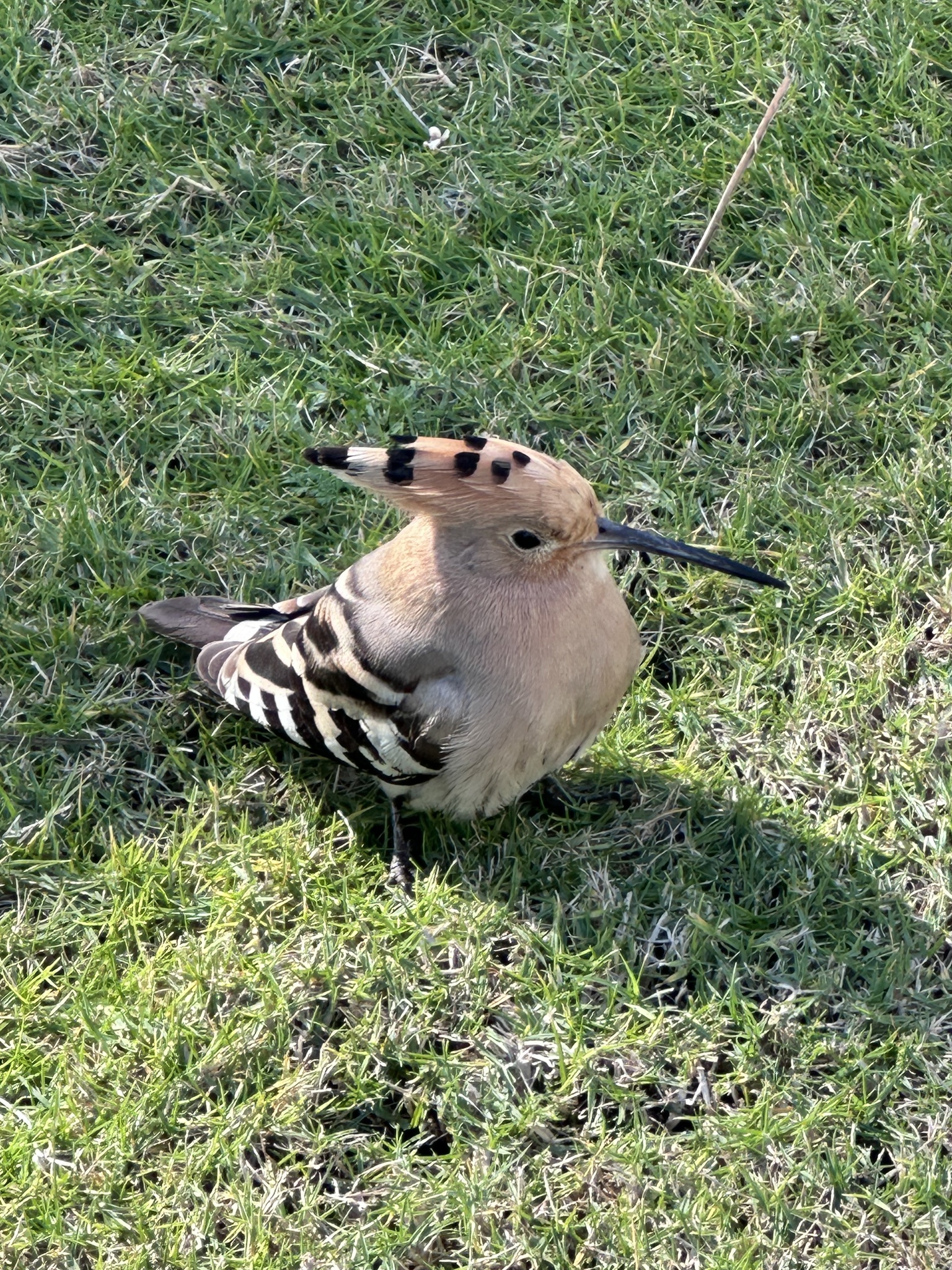 Upupa epops Linnaeus, 1758