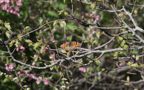 Velika riđa (Nymphalis polychloros)